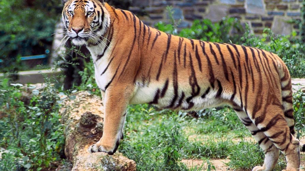 Tygrys zabił swojego opiekuna we wrocławskim zoo