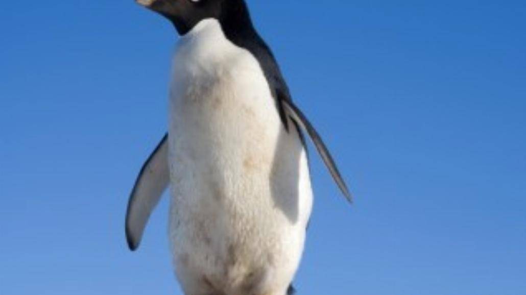 Te słodkie pingwinki to najwięksi seksualni dewianci w przyrodzie