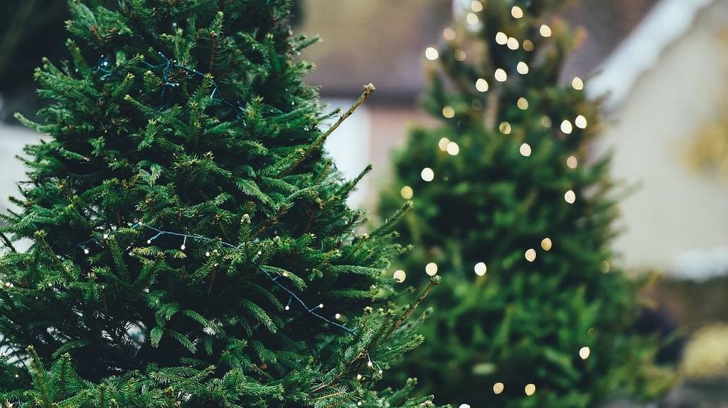 Jak prawidłowo dbać o Åźywą choinkę na BoÅźe Narodzenie?