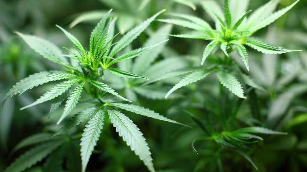 Nowe informacje w sprawie legalizacji medycznej marihuany! [WIDEO]