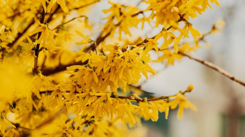 Forsycja - piękny wiosenny kwiat nie tylko odzdobą. Jakie ma właściwości dla zdrowia?