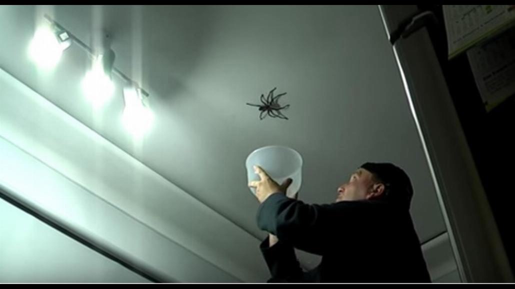 Boisz się pająków? Filmik dla ludzi o mocnych nerwach [WIDEO]