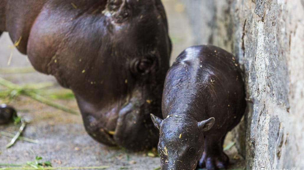 Mały hipopotam nowym lokatorem wrocławskiego zoo [FOTO]