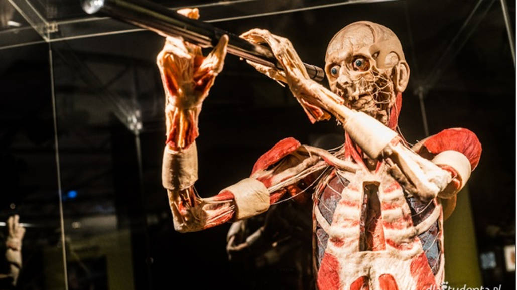 Wystawa Body Worlds Vital w Krakowie
